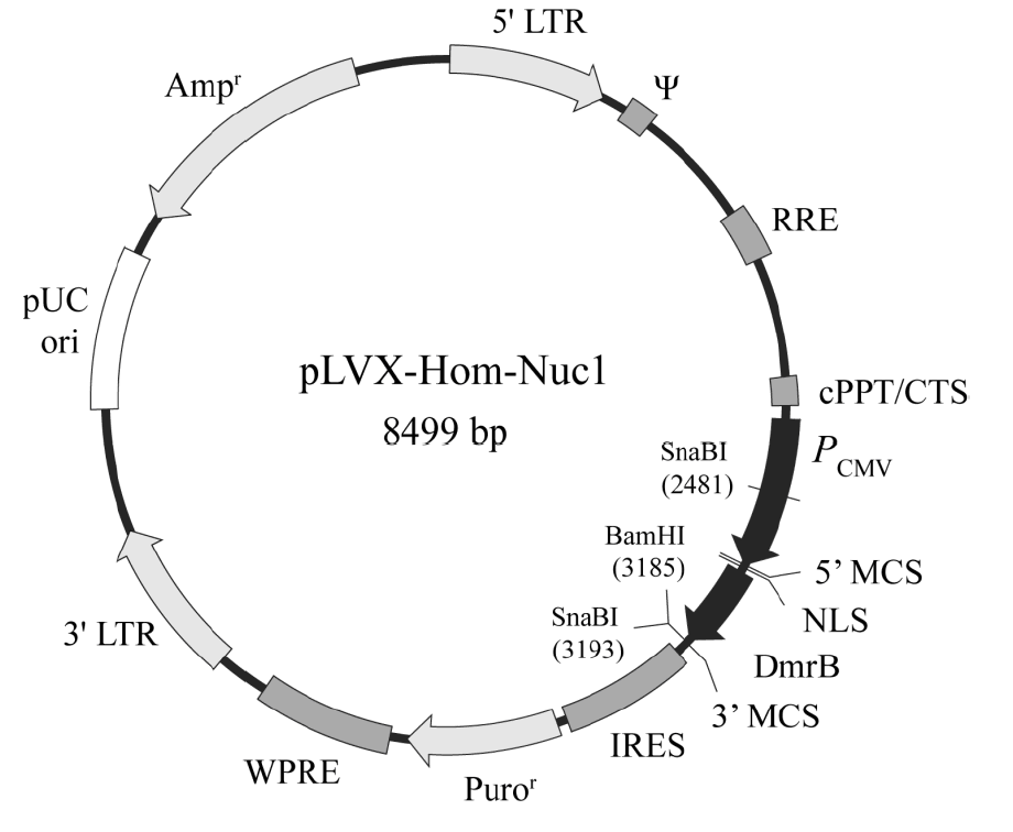 pLVX-Hom-Nuc1载体图谱